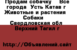 Продам собачку  - Все города, Усть-Катав г. Животные и растения » Собаки   . Свердловская обл.,Верхний Тагил г.